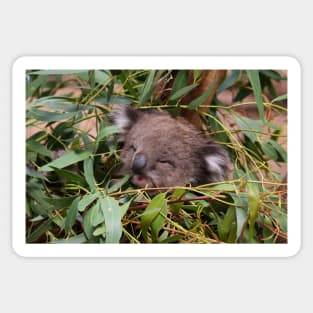 Hazel Amongst The Gum Leaves Sticker